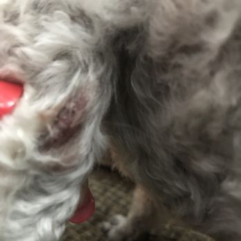 La Pooch Parlour - Pet Groomers Near Me - League City, Texas La Pooch Parlour - Pet Groomers Near Me - League City, Texas