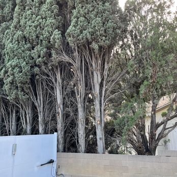 Matilde's Tree Service - Pine trees were trimmed. - Tree Services Near Me Matilde's Tree Service - Pine trees were trimmed. - Tree Services Near Me