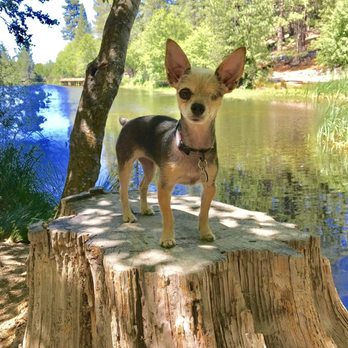 Barking Beauties - Bella - Pet Groomers Near Me - Palm Springs, California