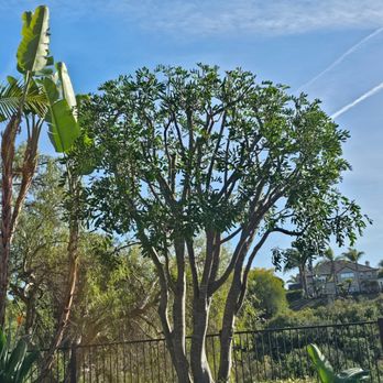 Dynasty Tree Care - Shaping and lacing of beautiful carrotwood tree - Tree Services Near Me