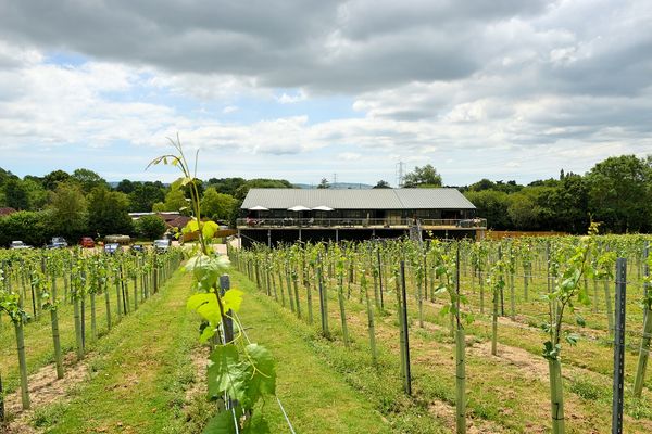 Bolney Wine Estate by null