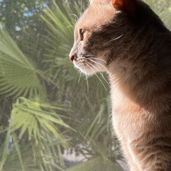 The Comforted Kitty - Chicken people watching (judging) - Pet Sitting Near Me