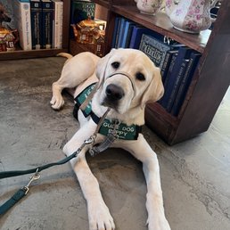 Service dog in training "Sonic," from Guide Dogs for the Blind, enjoying breakfast!