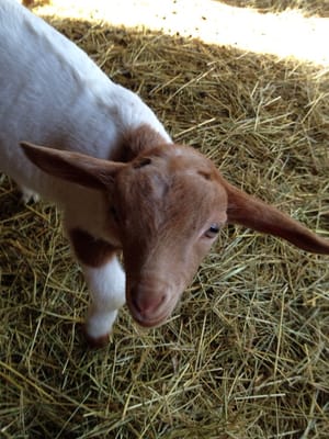 Salt Spring Island Cheese by null