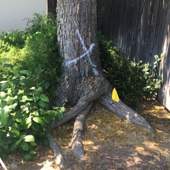 Travis Tree Service - Tree Services Near Me - Fresno, California Travis Tree Service - Tree Services Near Me - Fresno, California