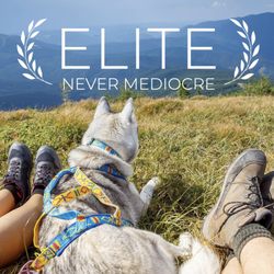 Dog Training Elite