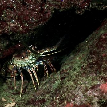 Taino Divers - Spiny lobster Horseshoe Reef dive - Scuba Diving Near Me - Rincon, Puerto Rico Taino Divers - Spiny lobster Horseshoe Reef dive - Scuba Diving Near Me - Rincon, Puerto Rico