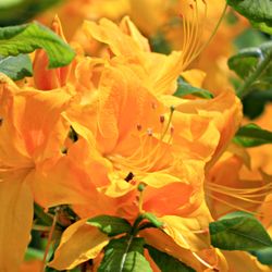 Reems Creek Nursery - Deciduous Azalea - Klondyke