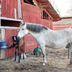 arbor horseback ann riding meadowlark equestrian center