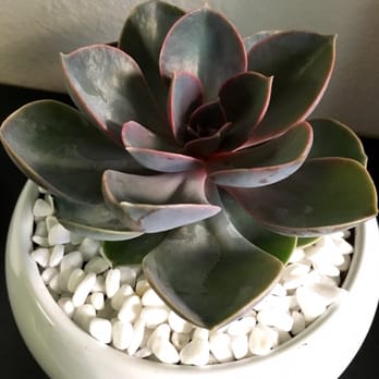Sunset Nursery - They drilled a hole in the pot for drainage & potted the plant for me, and added some lovely white rocks for an elegant touch. - Nurseries & Gardening Near Me - Los Angeles, California Sunset Nursery - They drilled a hole in the pot for drainage & potted the plant for me, and added some lovely white rocks for an elegant touch. - Nurseries & Gardening Near Me - Los Angeles, California