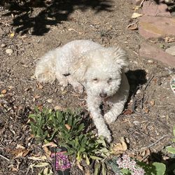 Chico's Grooming Spa
