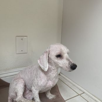 Jenns Tail Wagging Pet Care - Amazing! - Pet Sitting Near Me Jenns Tail Wagging Pet Care - Amazing! - Pet Sitting Near Me