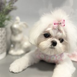 Doghouse Grooming - Easter pics
