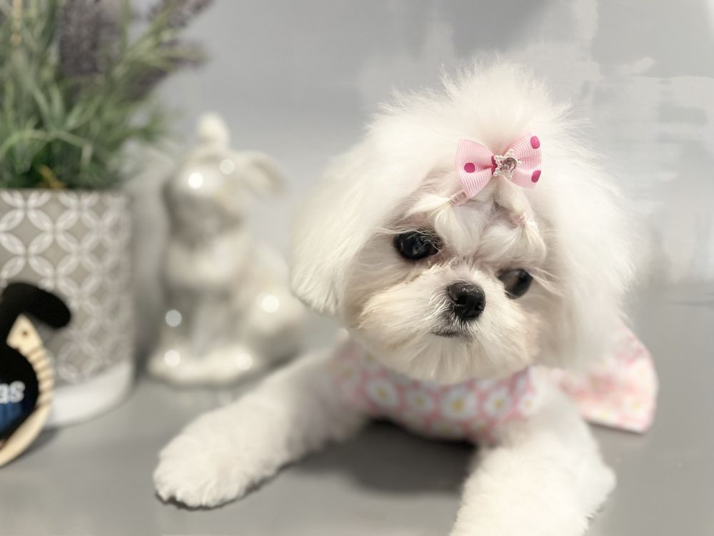 DOGHOUSE GROOMING Updated October 2024 87 Photos & 30 Reviews 593