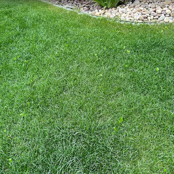 TruGreen Lawn Care - Support healthy-looking turf with TruGreen's lawn fertilization in Edmonton, AB, and nearby Spruce Grove. - Tree Services Near Me - Edmonton, Alberta TruGreen Lawn Care - Support healthy-looking turf with TruGreen's lawn fertilization in Edmonton, AB, and nearby Spruce Grove. - Tree Services Near Me - Edmonton, Alberta