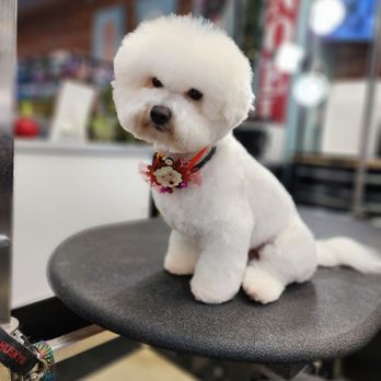 Doggie Designs Pet Grooming - Nothing beats a happy customer and their perfectly groomed pup. Thank you for trusting us with your fur babies! - Pet Groomers Near Me - Chehalis, Washington Doggie Designs Pet Grooming - Nothing beats a happy customer and their perfectly groomed pup. Thank you for trusting us with your fur babies! - Pet Groomers Near Me - Chehalis, Washington