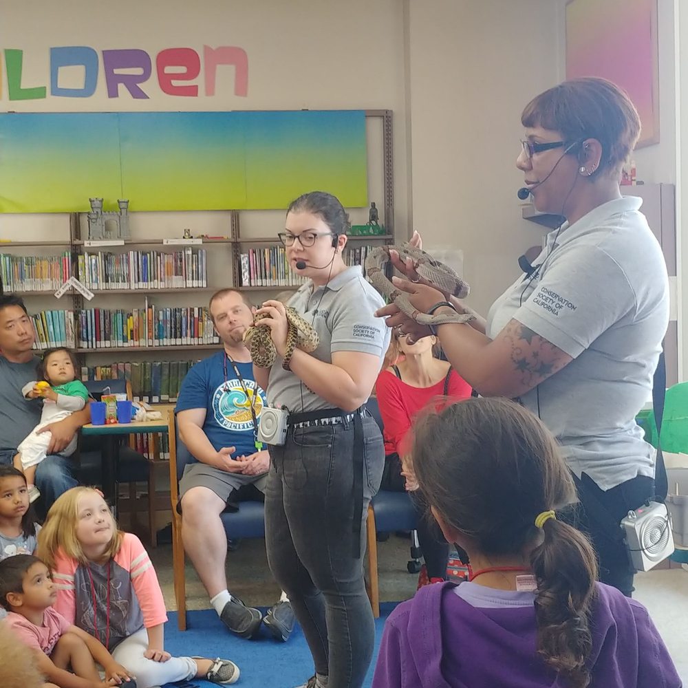 El Cerrito Library - King Tut is on the right & Timmy on the left.  KT will eat T. King snakes are cannibals & will eat another snake to survive. - Libraries Near Me - El Cerrito, California