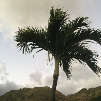Turtle Bay Beach - Palm tree - Beaches Near Me - Kahuku, Hawaii