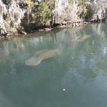 Fun 2 Dive Manatee Tours - Snorkeling Near Me - Crystal River, Florida