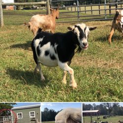 Choices Pet Sitters