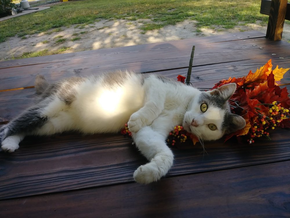 GREENBUSH VETERINARY CLINIC Updated September 2024 20524 Greenbush