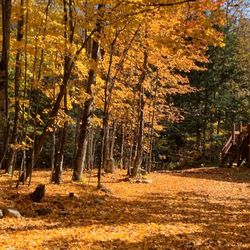 Brewster River Campground