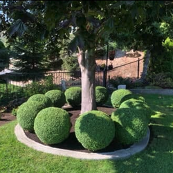 Vanguard Landscape - Landscape Maintenance