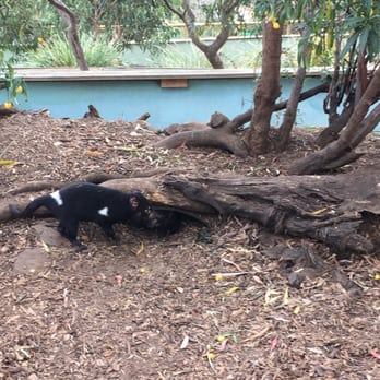 Bonarong Wildlife Sanctuary - Devils - Zoos Near Me - Brighton, TAS