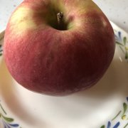 Meadowbrook farm christmas trees wappingers falls