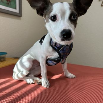 Paw Chi Holistic Veterinary Care - Holistic Animal Care Near Me - Roseville, California Paw Chi Holistic Veterinary Care - Holistic Animal Care Near Me - Roseville, California