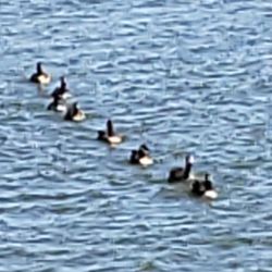Paradise Home Health Care - Putting your ducks in a row with personalized home care.
