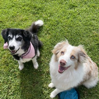 Peace Pups Dog Training - Pet Training Near Me Peace Pups Dog Training - Pet Training Near Me