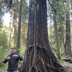 Eric explaining the merging of two different trees.