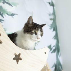 Cozy Cat Suites - Forest Suite