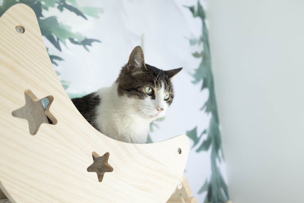 Cozy Cat Suites - pet boarding facility in Herndon, VA