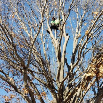 Dmt Tree Care - Tree Services Near Me Dmt Tree Care - Tree Services Near Me