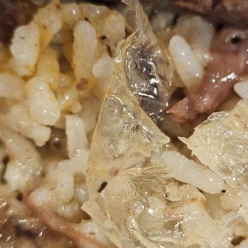 Stevie's Creole Cafe - Plastic in my food - Cajun/Creole Near Me - Los Angeles, California