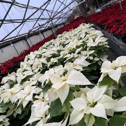 Bella Flowers & Greenhouses
