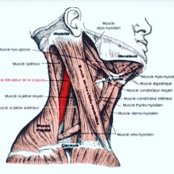 Adams Wellness Massage - Neck pain? I can help