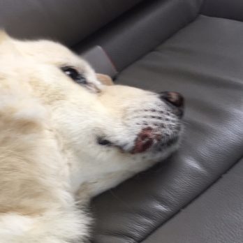 Pets Inn Suites - Injury to the mouth (they said he "fell") - Pet Groomers Near Me - Braselton, Georgia