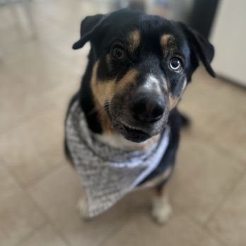 Mighty Dog Grooming - Xerxes - Pet Groomers Near Me