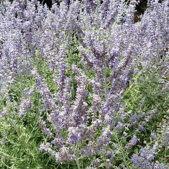 Club Wyndham Sedona - Lavender in the house - Hotels Near Me - Sedona, Arizona