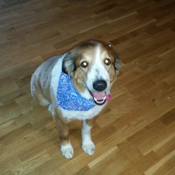 Pets & Moore - After - Pet Groomers Near Me - San Marcos, Texas