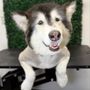 On The Spot Mobile Dog Spa