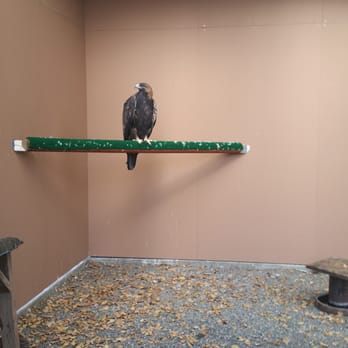California Raptor Center - Specialty Schools Near Me - Davis, California California Raptor Center - Specialty Schools Near Me - Davis, California