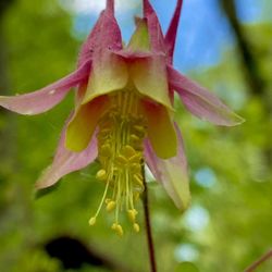 Burr Oak Woods Conservation Nature Center - Columbine.