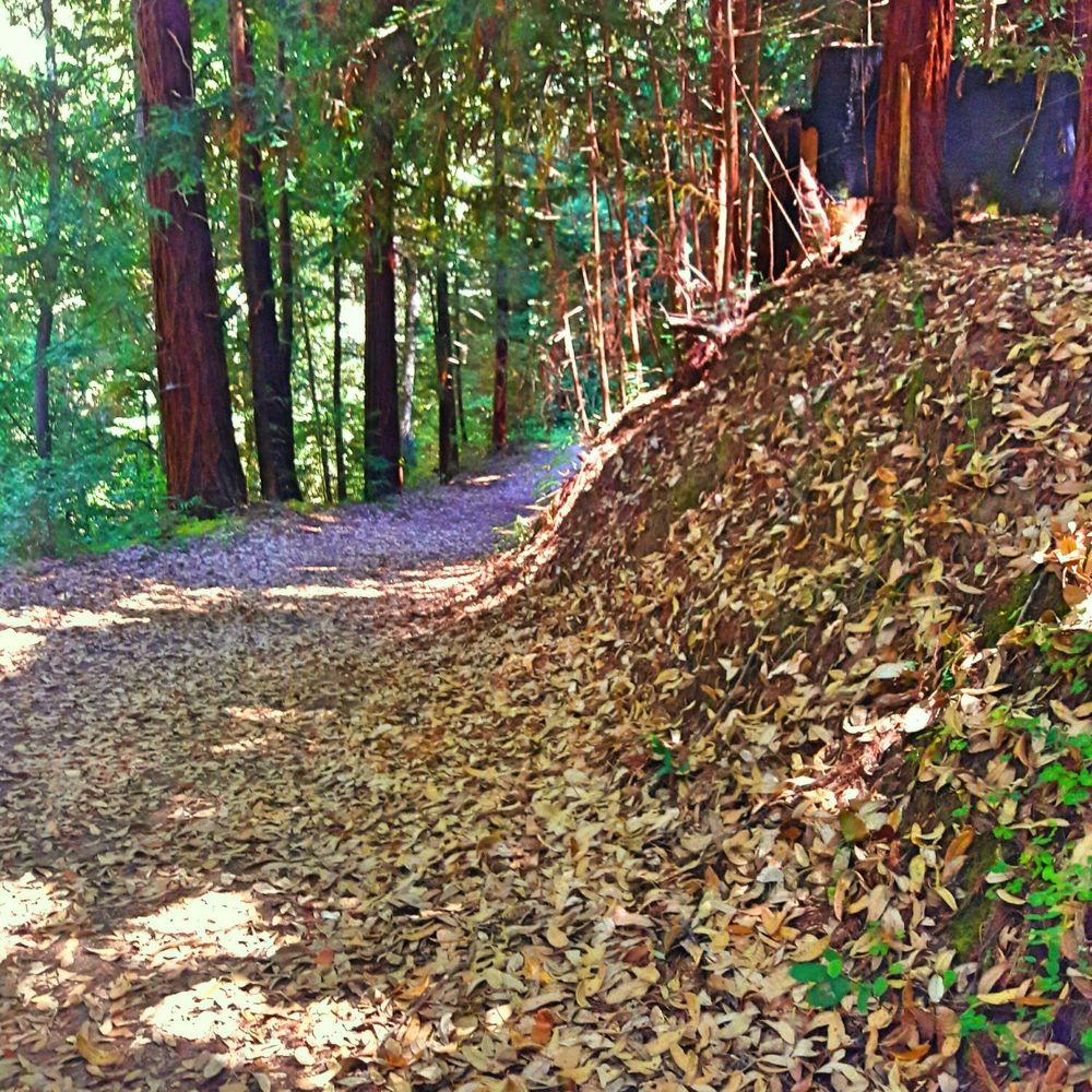 Byrne-Milliron Forest - Hiking Near Me - Corralitos, California Byrne-Milliron Forest - Hiking Near Me - Corralitos, California