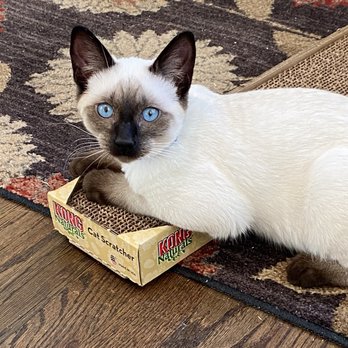 PURR - Someone loves their scratching pad - Pet Boarding Near Me - Boise, Idaho PURR - Someone loves their scratching pad - Pet Boarding Near Me - Boise, Idaho