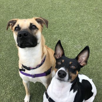 Barkstrom - Your Pet's Concierge - Max and his BFF, Lucy - Dog Walkers Near Me - Nashville, Tennessee Barkstrom - Your Pet's Concierge - Max and his BFF, Lucy - Dog Walkers Near Me - Nashville, Tennessee