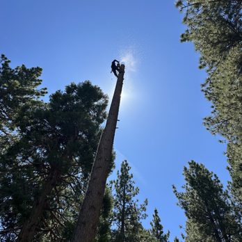 A Tall Tree Service - Tree Services Near Me - Tahoma, California A Tall Tree Service - Tree Services Near Me - Tahoma, California
